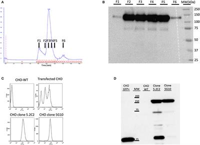 SPECT-CT Imaging of Dog Spontaneous Diffuse Large B-Cell Lymphoma Targeting CD22 for the Implementation of a Relevant Preclinical Model for Human